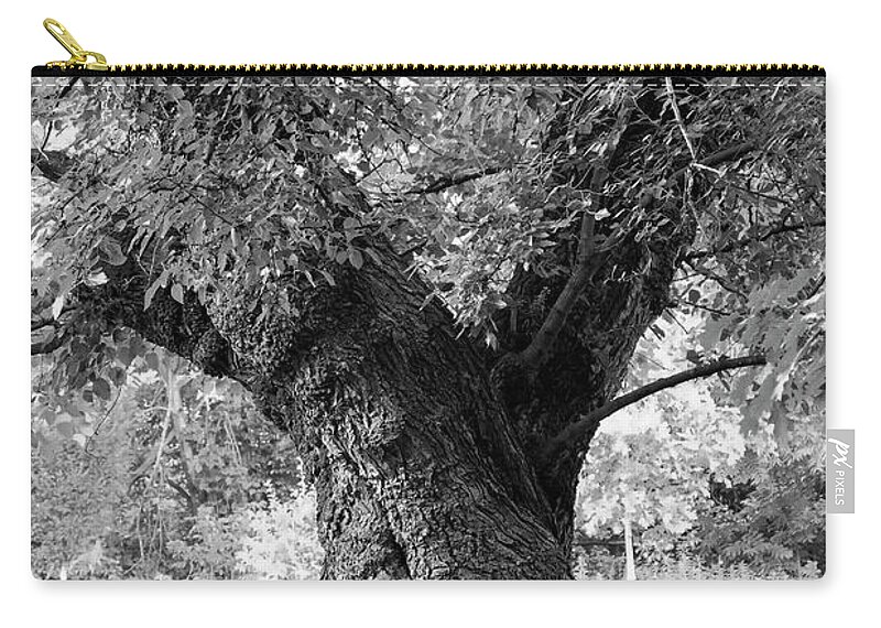 Trunk Zip Pouch featuring the photograph Tall and Twisted by Bentley Davis