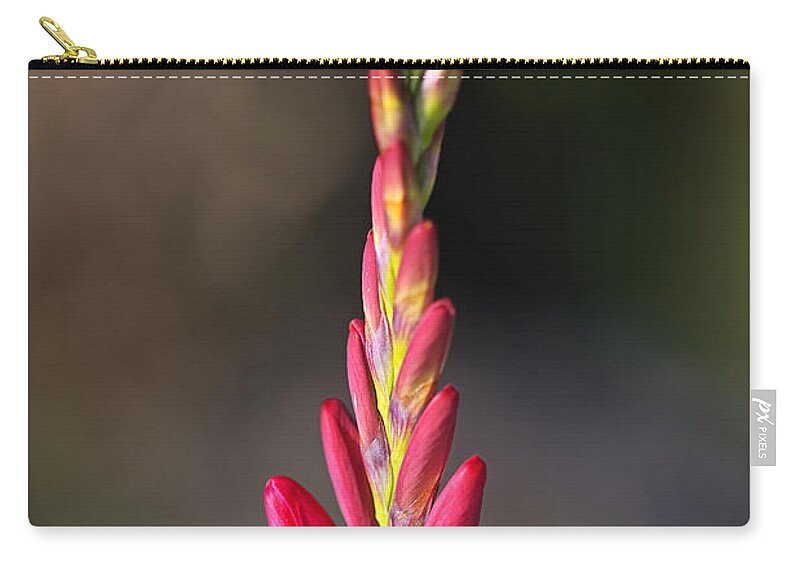 Ixia Zip Pouch featuring the photograph Tall Ixia Bloom by Joy Watson