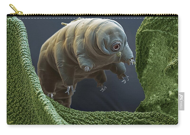 Animal Zip Pouch featuring the photograph Tardigrade or Water Bear by Eye of Science