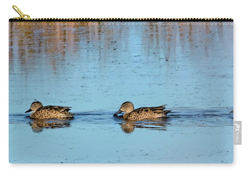 Blue Wing Teal Zip Pouch featuring the photograph Teal Parade by Jerry Griffin
