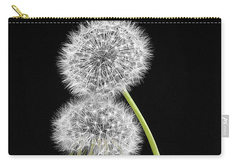 Two Couple Fluffy Dandelions Tender Touch Heads Passion Expressionistic Impersonation Uplifting Metaphoric Figurative Interpretative Singular Impression Evocative Romance Intrigue Fancy Minimalism Minimalist Peculiar Simplicity Simple Togetherness Creative Associative Impressions Contemporary Emotional Spiritual Happy Elegance Expressive Stylish Inspirational Romantic Charming Charm Aesthetic Poetic Funny Idyllic Meaningful Conceptual Sentimental Eccentric Provocative Weird Popular Bestseller Zip Pouch featuring the photograph TENDER TOUCH,TOGETHERNESS - impersonation OF two touching dandelions leaned to each other by Tatiana Bogracheva