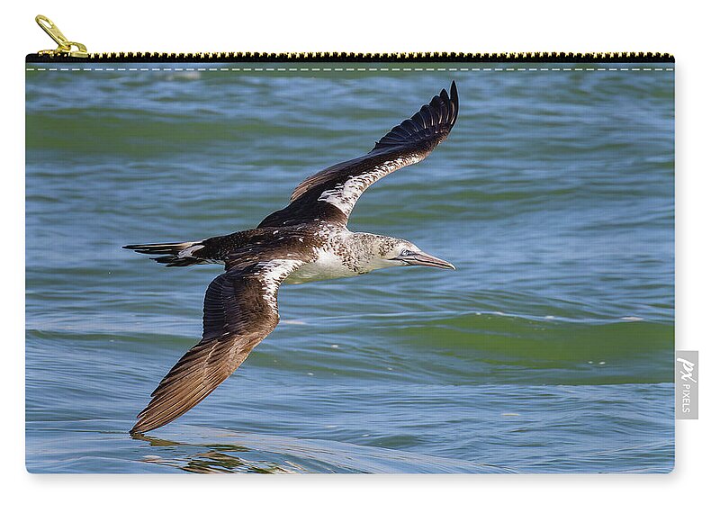 Birds Zip Pouch featuring the photograph Testing the Waters by RD Allen