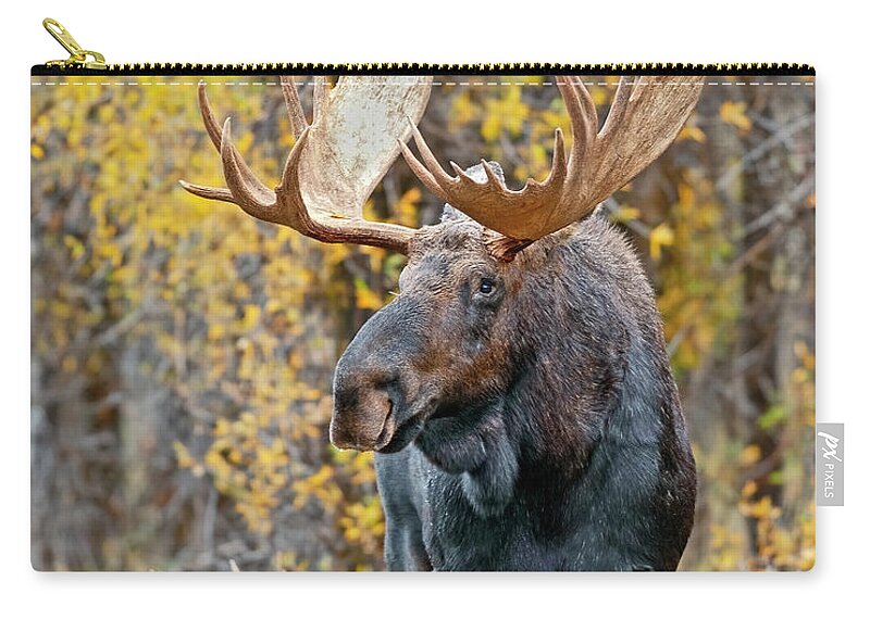 Bull Zip Pouch featuring the photograph Teton Bull Moose by Gary Langley