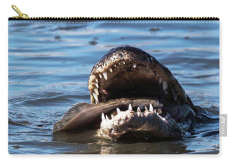 Alligator Eating Zip Pouch featuring the photograph The Big Catch by Joe Granita