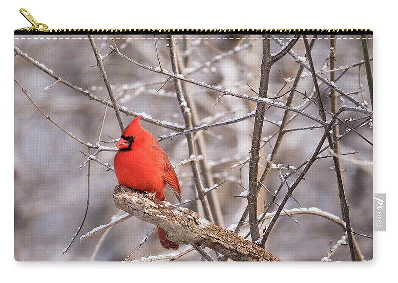 Bird Feeder Zip Pouch featuring the photograph The Cardinal by Nick Mares