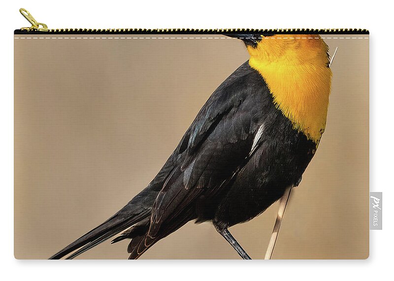 Bird Zip Pouch featuring the photograph The Colorful Yellow-Crowned Blackbird by Yeates Photography