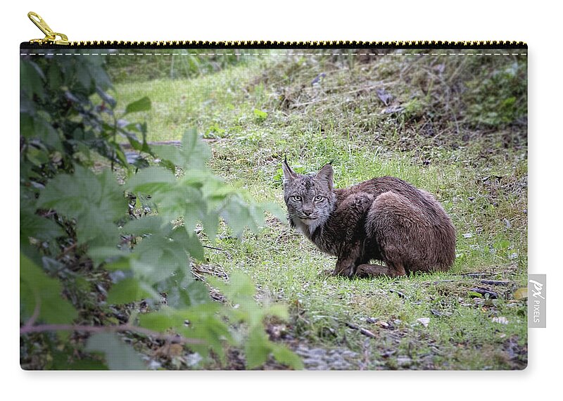 Alaska Zip Pouch featuring the photograph The Elusive Lynx by Cheryl Strahl