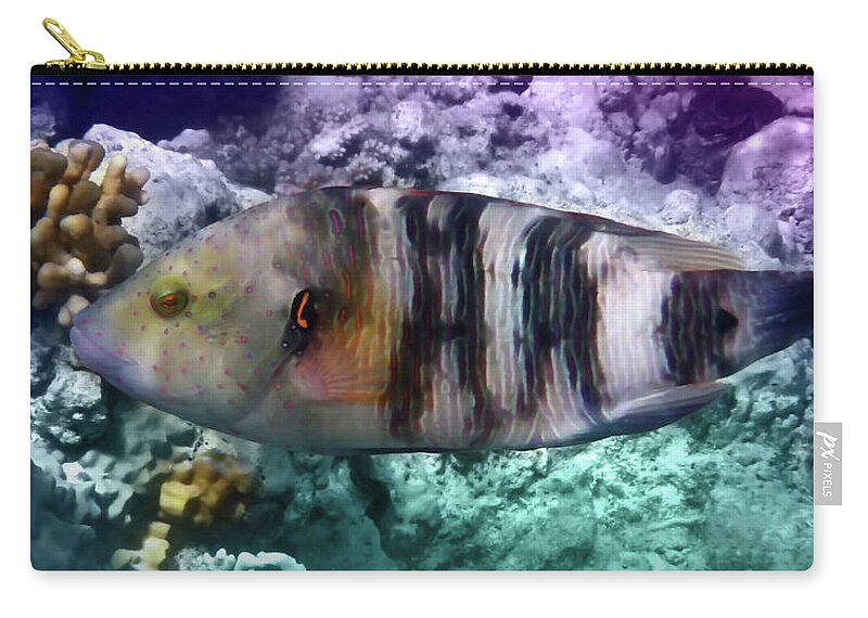 Wrasse Zip Pouch featuring the photograph The Exotic And Exciting Broomtail Wrasse by Johanna Hurmerinta