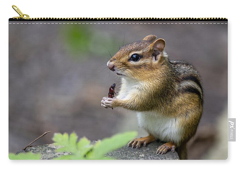Chipmunk Zip Pouch featuring the photograph The Forest Cuisine by Regina Muscarella