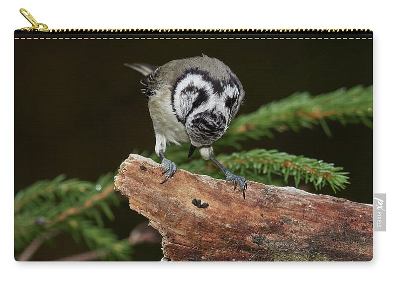 Finland Zip Pouch featuring the photograph The great bluff. Crested Tit by Jouko Lehto