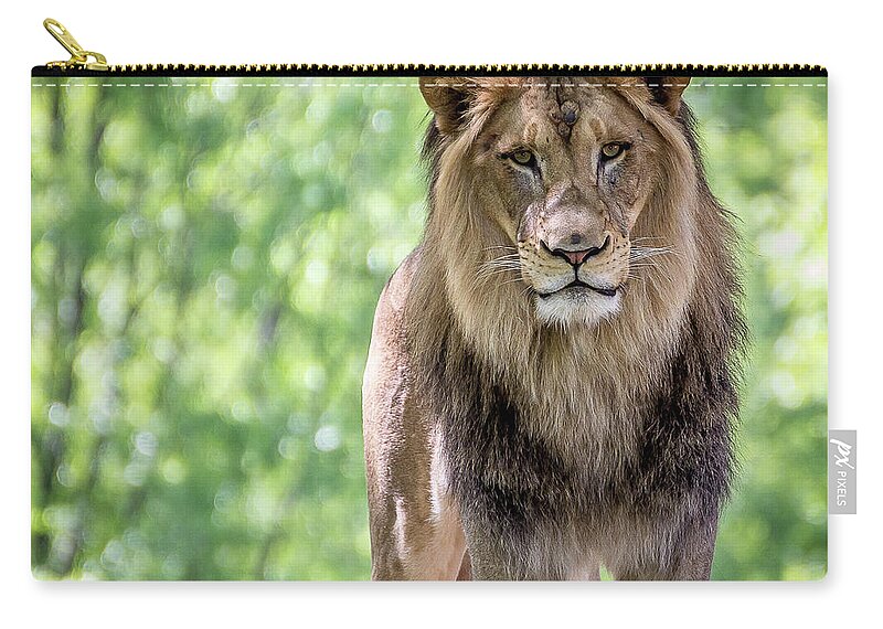 Lion Zip Pouch featuring the photograph The king by Robert Miller