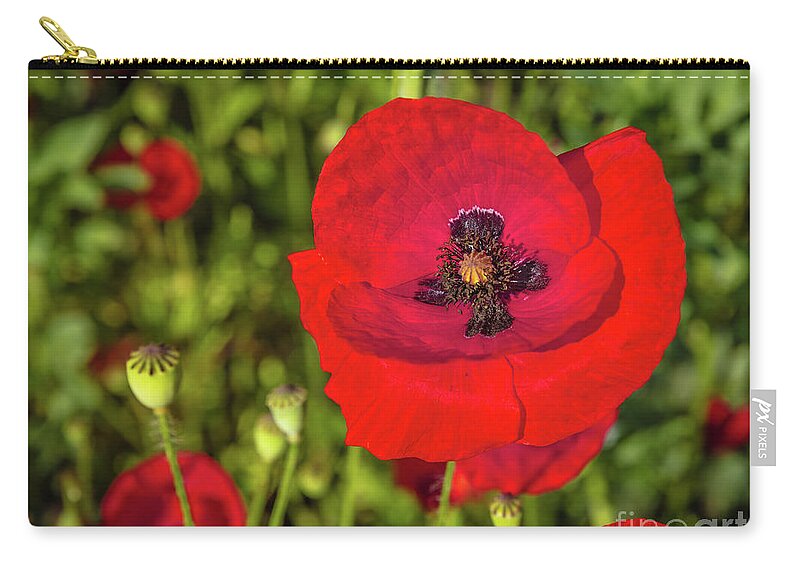 Poppy Zip Pouch featuring the photograph The poppy series #7 by Lyl Dil Creations