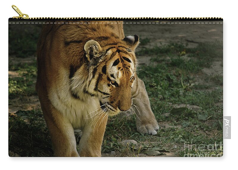 Tiger Zip Pouch featuring the photograph Tiger in nature by Mendelex Photography