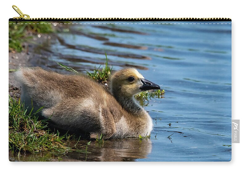 Gosling Zip Pouch featuring the photograph Time For A Swim by Cathy Kovarik