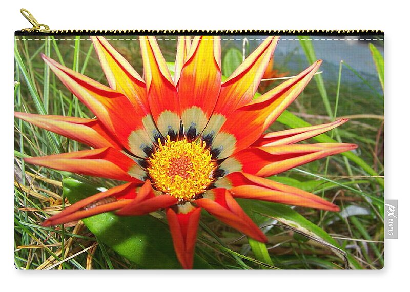 Tiny Zip Pouch featuring the photograph Tiny Orange Beauty Spring Flower highlighted by the sun hidden in the grass by Lightsong Wolters