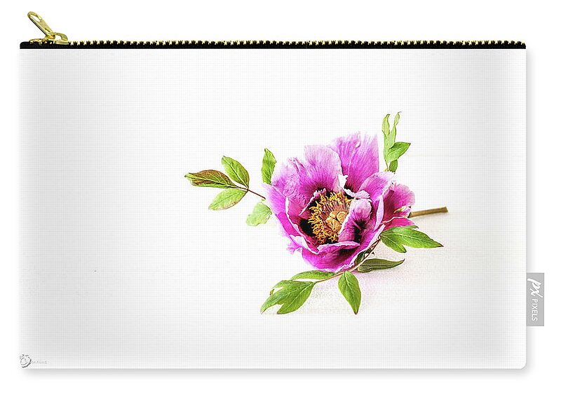 Tree Peony Zip Pouch featuring the photograph Tree peony Lan He Paeonia suffruticosa rockii on white by Torbjorn Swenelius