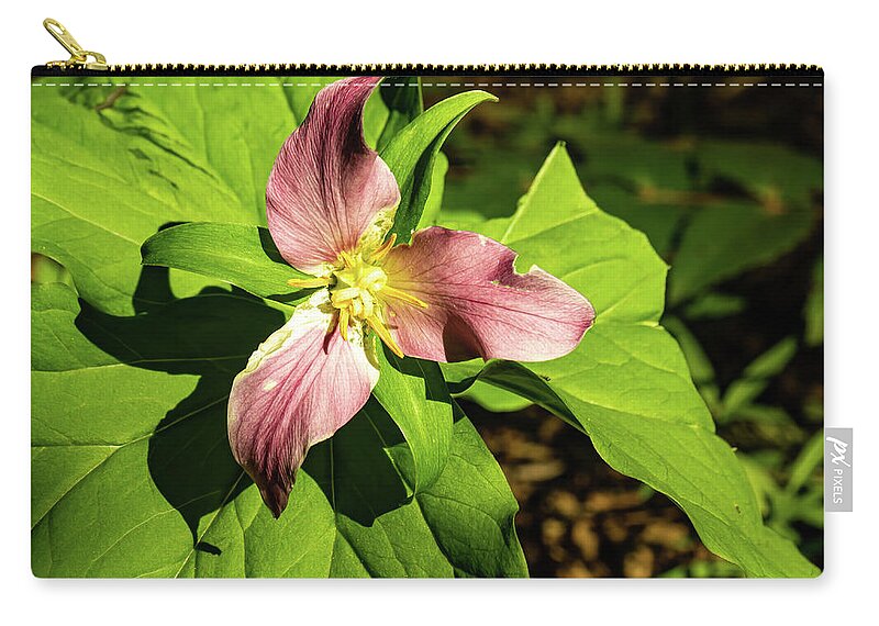 Columbia River Gorge Zip Pouch featuring the photograph Trillium by Leslie Struxness