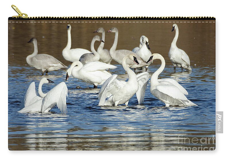 Kmaphoto Zip Pouch featuring the photograph Trumpeter Swans by Kristine Anderson