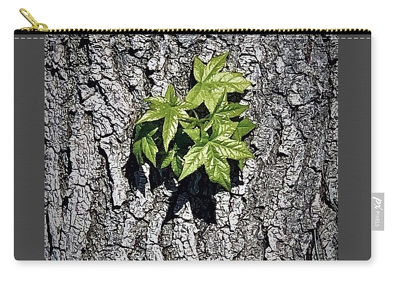 Star Zip Pouch featuring the photograph Tuesdays With Saint Anthony - The Star-leaved Sweetgum by Tiesa Wesen