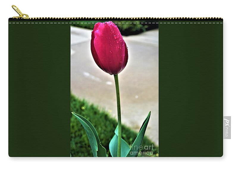 Tulip Zip Pouch featuring the photograph Tulip by Jimmy Clark