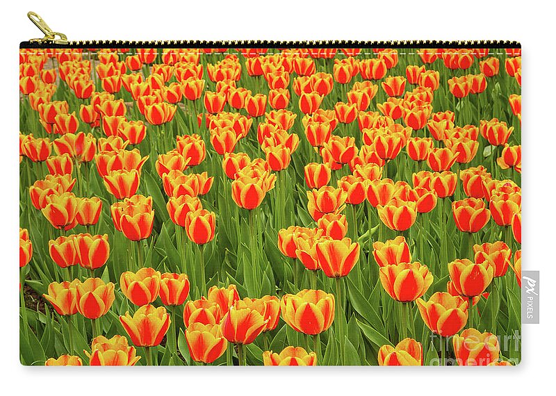Flowers Zip Pouch featuring the photograph Tulip Patterns by Marilyn Cornwell