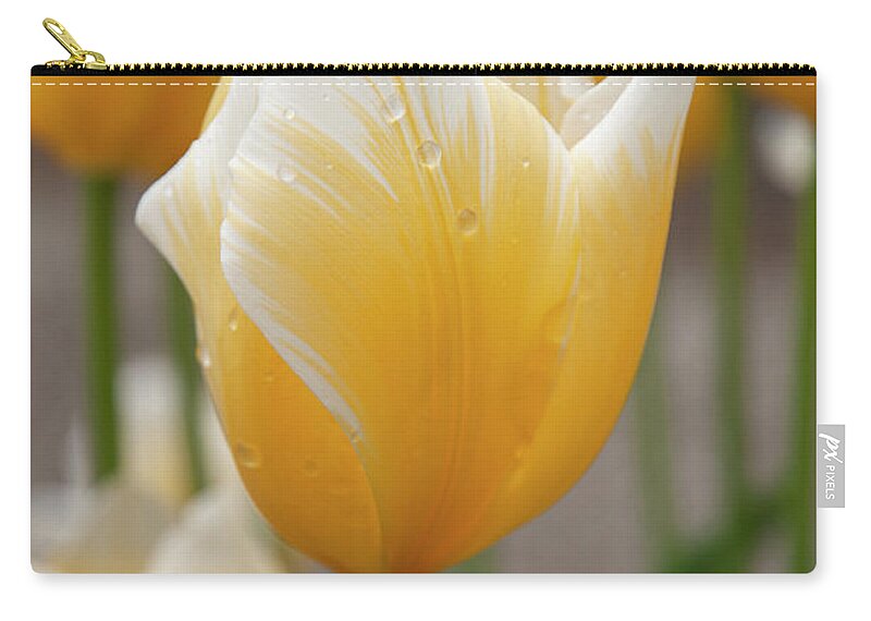 Jenny Rainbow Fine Art Photography Zip Pouch featuring the photograph Tulipa Jaap Groot by Jenny Rainbow