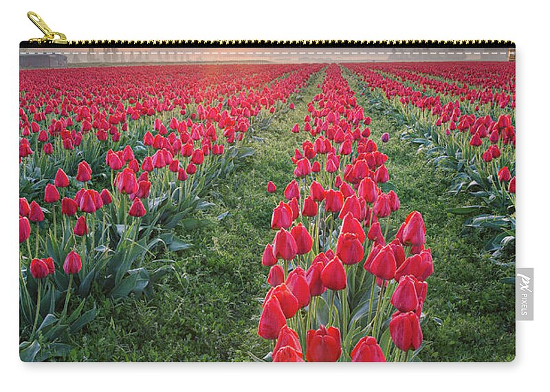 Tulips Carry-all Pouch featuring the photograph Tulips at Sunrise by Michael Rauwolf