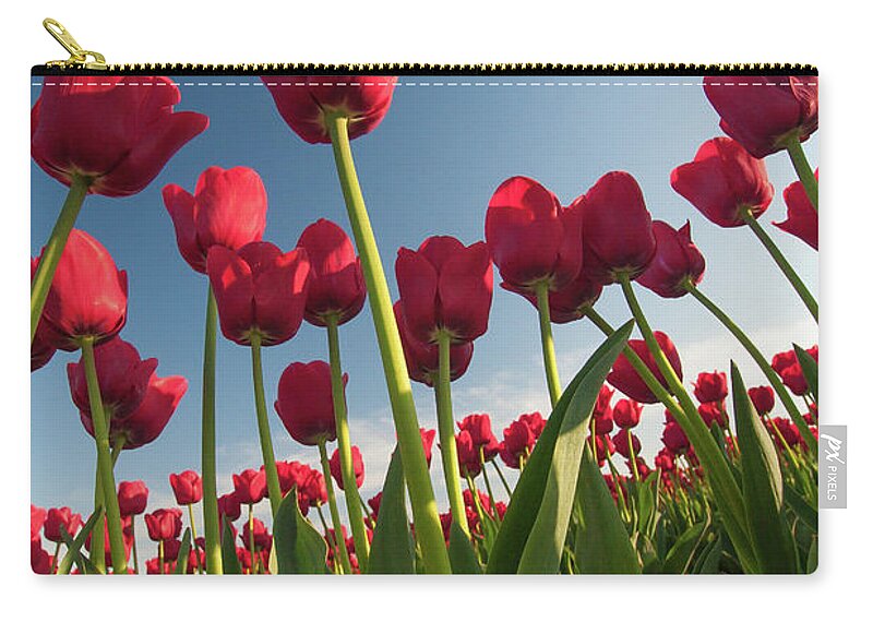 Tulips Carry-all Pouch featuring the photograph Tulips Looking Up by Michael Rauwolf