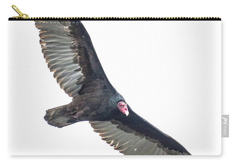 #birds Zip Pouch featuring the photograph Turkey Vulture in Flight by Tahmina Watson