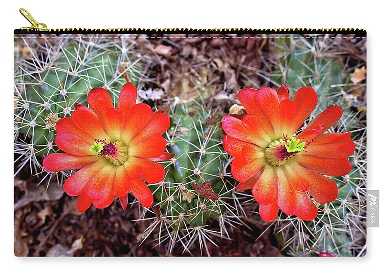 Cacti Zip Pouch featuring the photograph Twin Claret Cup Cactus by Bob Falcone