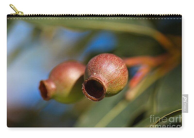 Corymbia Ficifolia Zip Pouch featuring the photograph Two Australian Gumnuts by Joy Watson
