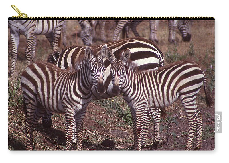 Africa Zip Pouch featuring the photograph Two Curious Young Zebras by Russel Considine