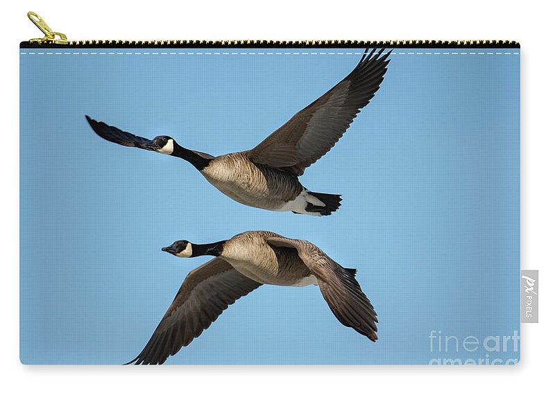 Canadian Geese Zip Pouch featuring the photograph Two Geese in Flight Next to Each Other by Sandra J's