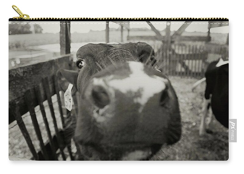 Carrie Ann Grippo-pike Zip Pouch featuring the photograph Udderly Too Cute by Carrie Ann Grippo-Pike