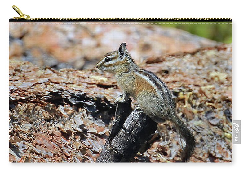 Utah Zip Pouch featuring the photograph Unita Chipmunk In Bryce Canyon by Jennifer Robin