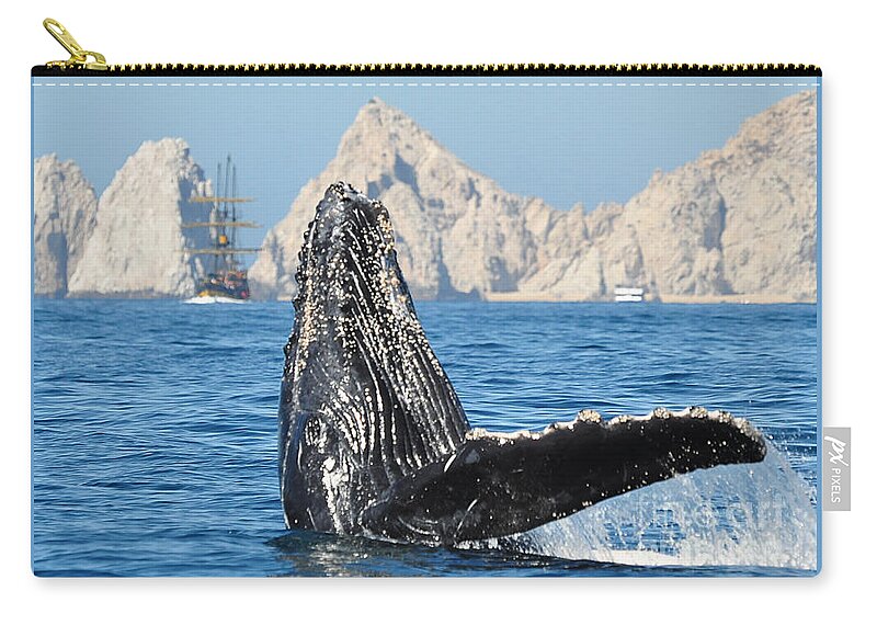 Whale Zip Pouch featuring the photograph Up for a Peek by Ed Stokes