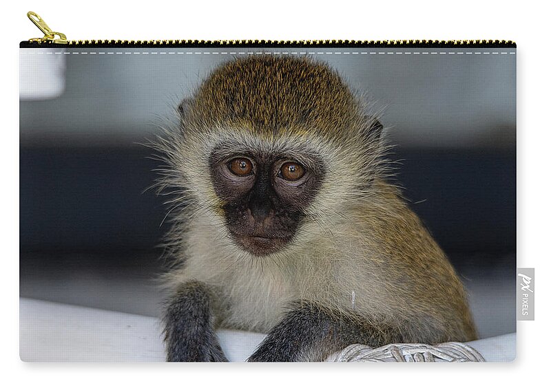 Vervet Monkey Zip Pouch featuring the photograph Vervet Monkey by Gareth Parkes
