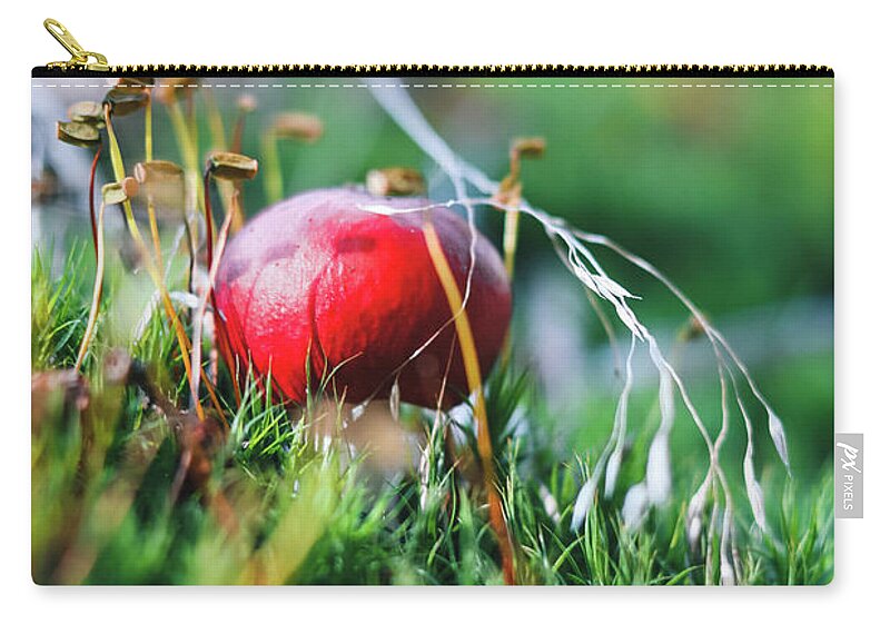 Czech Republic Zip Pouch featuring the photograph Very young fungus Amanita muscaria found in a beautiful fungus in a humid environment. Fly amanita during initial growth. Fly agaric begins to pull out by Vaclav Sonnek