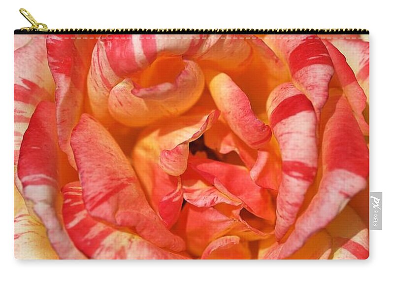 Variegated Rose Zip Pouch featuring the photograph Vibrant Two Toned Rose by Joy Watson