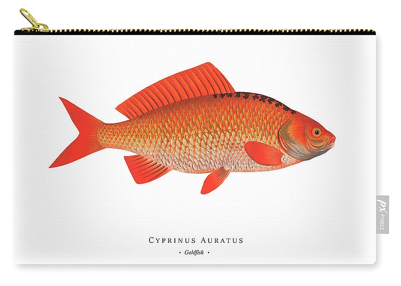 Illustration Zip Pouch featuring the digital art Vintage Fish Illustration - Goldfish by Marcus E Bloch