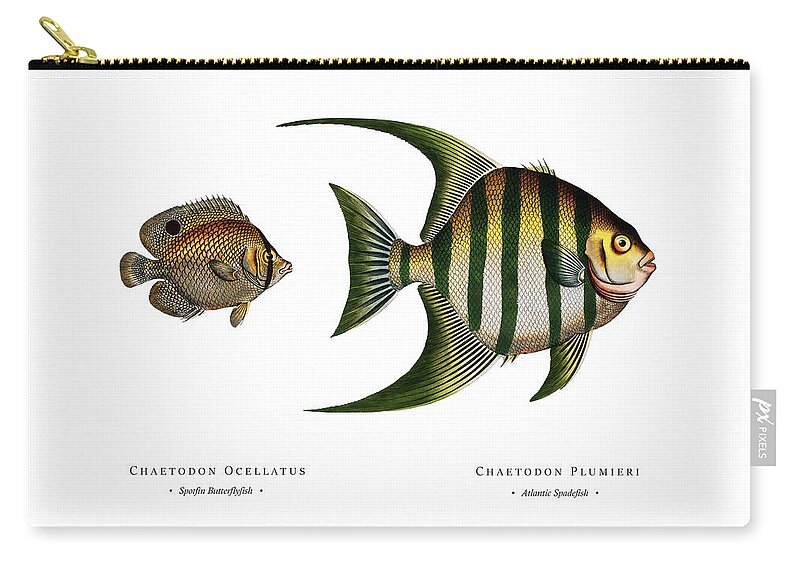 Illustration Zip Pouch featuring the digital art Vintage Fish Illustration - Spotfin Butterflyfish, Atlantic Spadefish by Studio Grafiikka