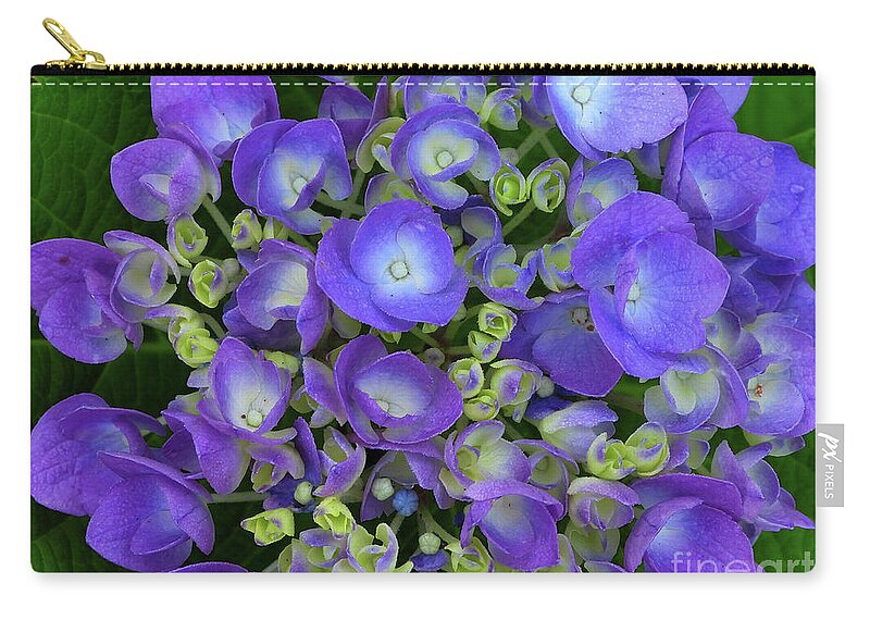 Macro Photography Zip Pouch featuring the photograph Violet Purple Flower Blossom by Scott Cameron