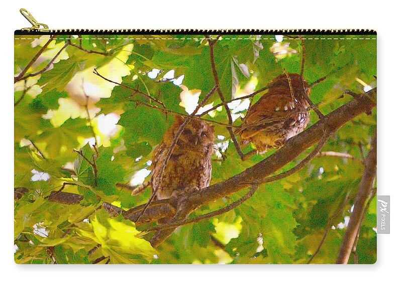 Eastern Screech Owls Carry-all Pouch featuring the photograph Visitors in my Backyard by Stacie Siemsen