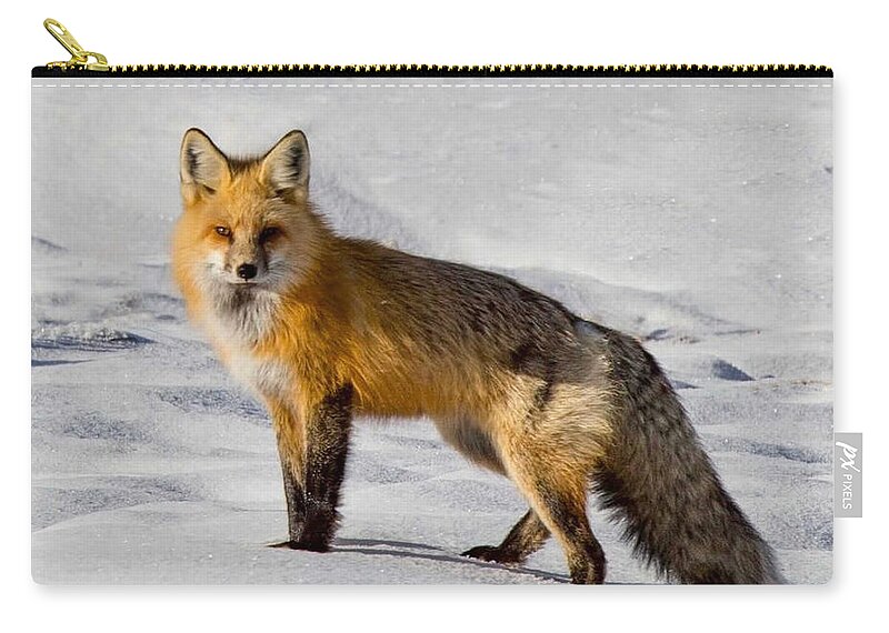 Fox Zip Pouch featuring the photograph Vixen by Carolyn Mickulas
