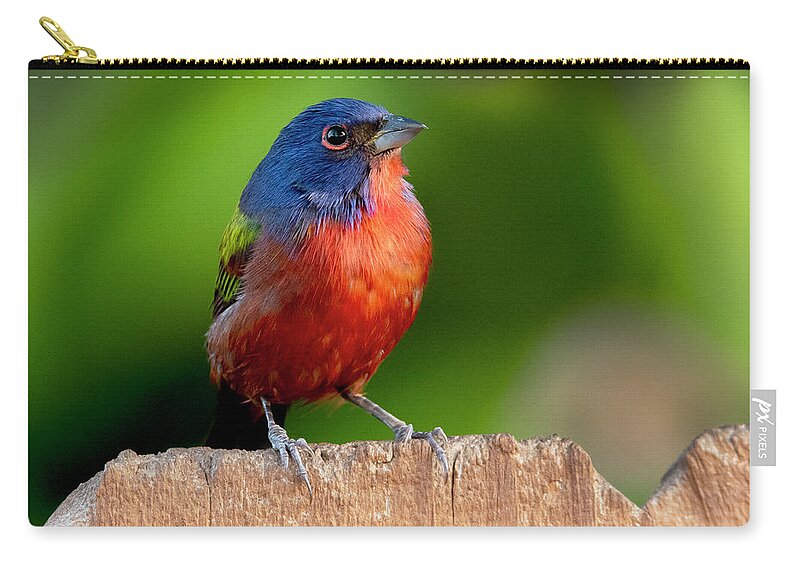 Painted Bunting Zip Pouch featuring the photograph Waiting For The Ladies To Finish Eating by Don Durfee