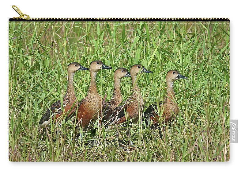 Animals Zip Pouch featuring the photograph Wandering Whistling-Ducks by Maryse Jansen