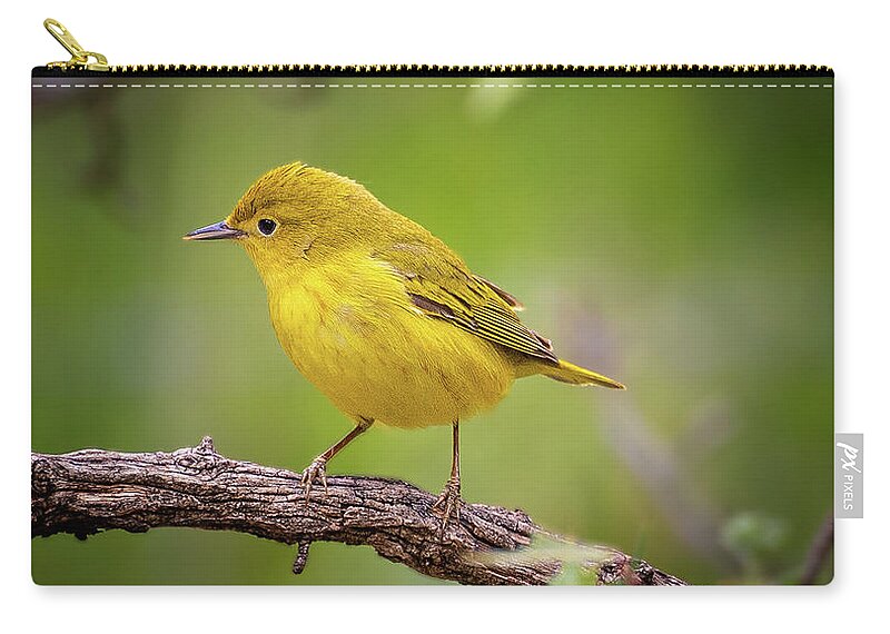 2018 Zip Pouch featuring the photograph Warbler by Erin K Images