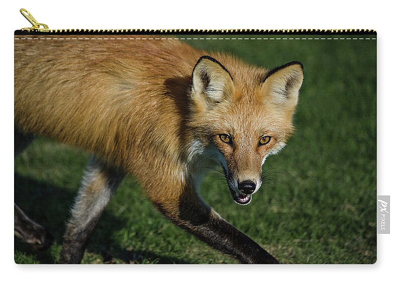 Red Fox Zip Pouch featuring the photograph Wary Red Fox by Linda Villers