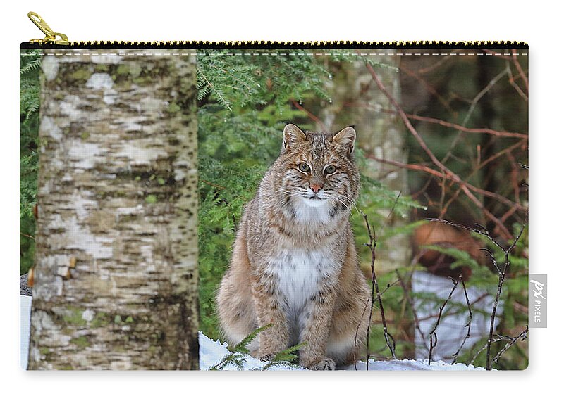 Bobcat Zip Pouch featuring the photograph Watchful Cat by Duane Cross