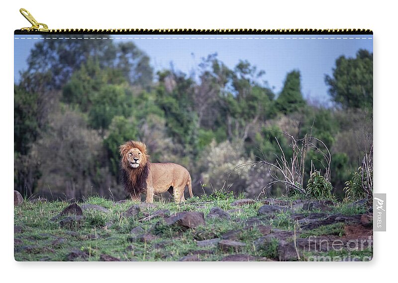 Africa Zip Pouch featuring the photograph Watchful prime male lion in the Masai Mara, Kenya by Jane Rix